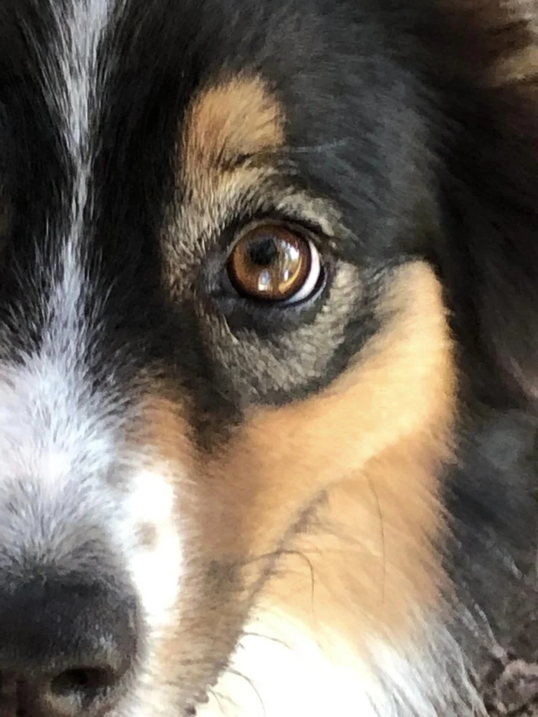 chien